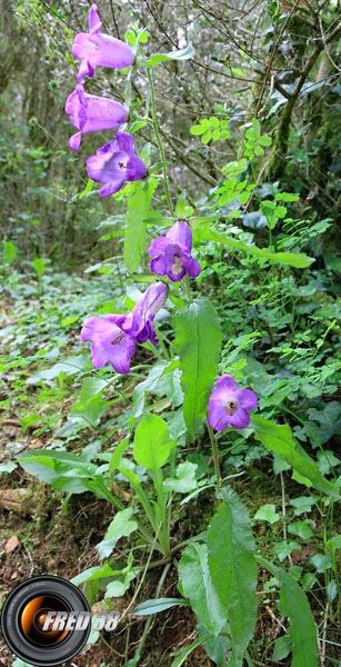 Campanule carillon1_Dauphiné