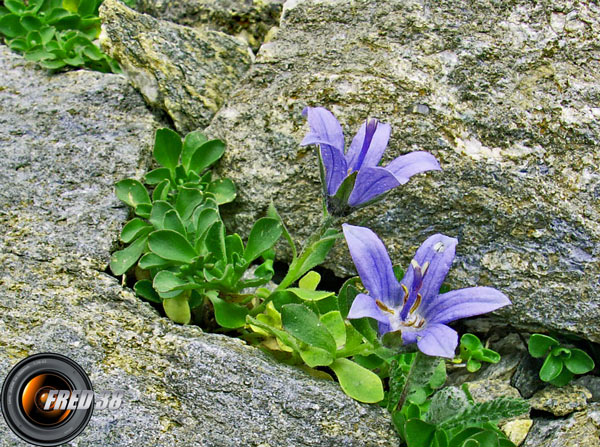 Campanule du Mt Cenis_Vanoise