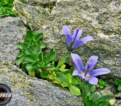 Campanule du Mt Cenis_Vanoise