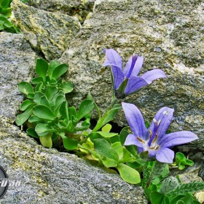 Campanule du Mt Cenis_Vanoise