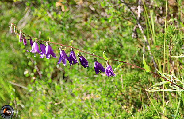 Campanule fausse raiponce_Ubaye