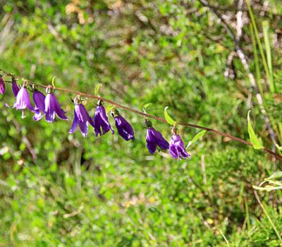 Campanule fausse raiponce_Ubaye