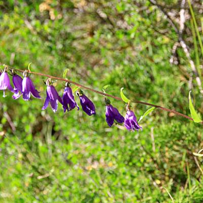 Campanule fausse raiponce_Ubaye