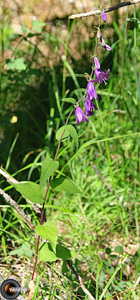 Campanule fausse raiponce2_Ubaye