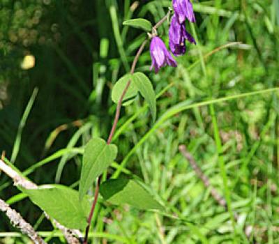 Campanule fausse raiponce2_Ubaye