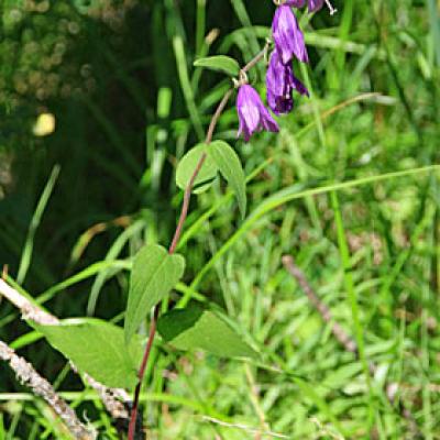 Campanule fausse raiponce2_Ubaye