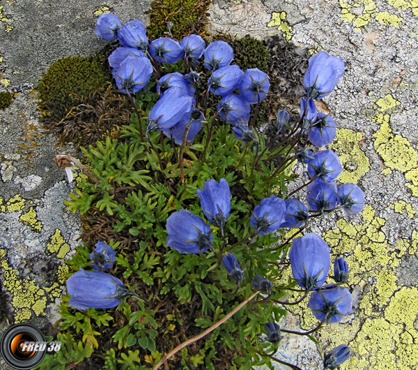 Campanule fluette_Belledonne