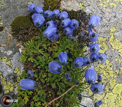 Campanule fluette_Belledonne