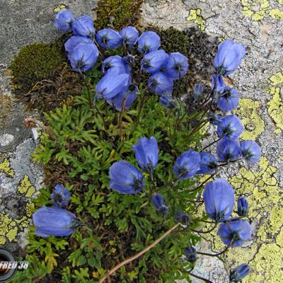 Campanule fluette_Belledonne