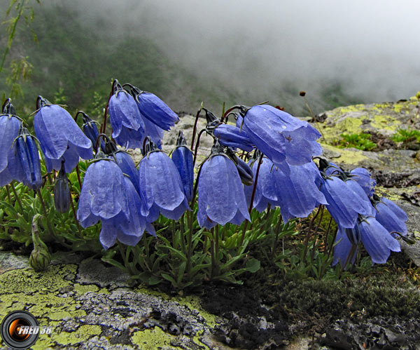 Campanule fluette2_Belledonne