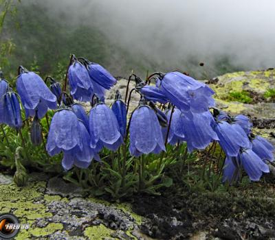 Campanule fluette2_Belledonne