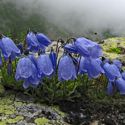 Campanule fluette2_Belledonne
