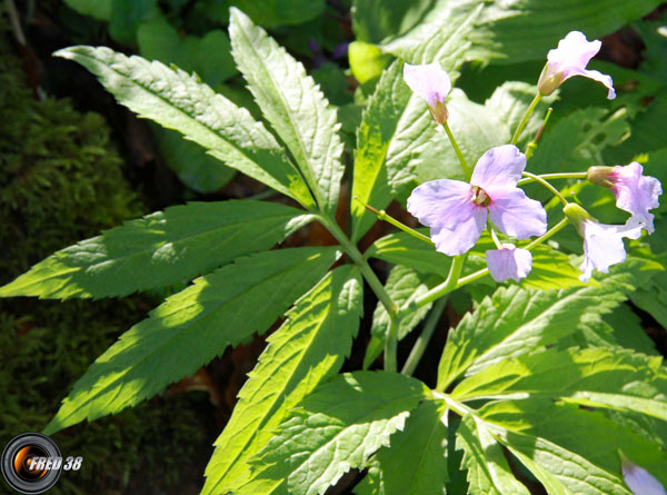 Cardamine à 7 feuilles_Chartreuse