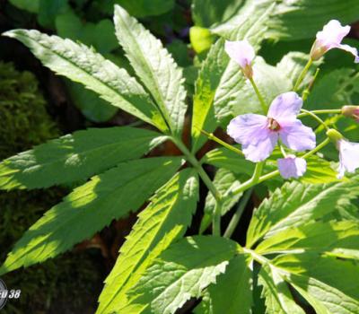 Cardamine à 7 feuilles_Chartreuse