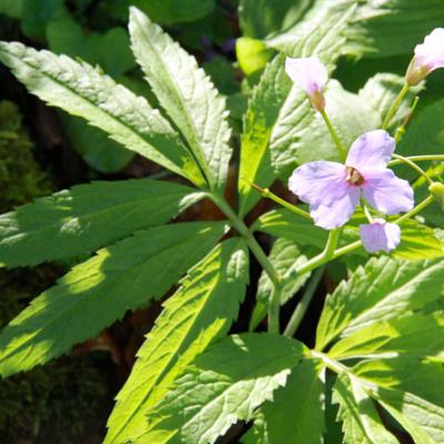 Cardamine à 7 feuilles_Chartreuse