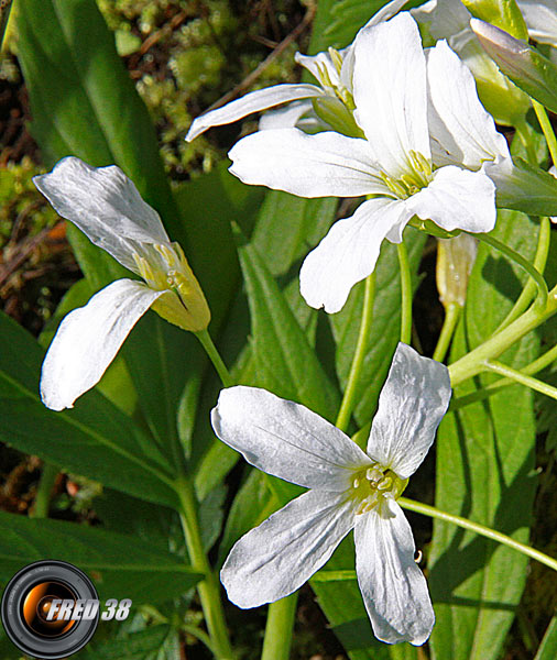 Cardamine à 7 feuilles blanche_Chartreuse