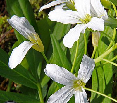 Cardamine à 7 feuilles blanche_Chartreuse