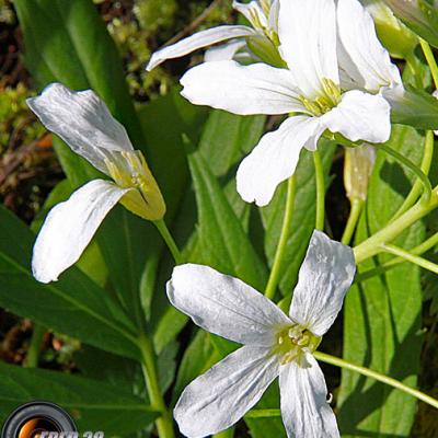 Cardamine à 7 feuilles blanche_Chartreuse