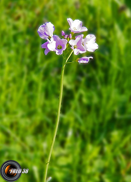 Cardamine des prés_Chartreuse