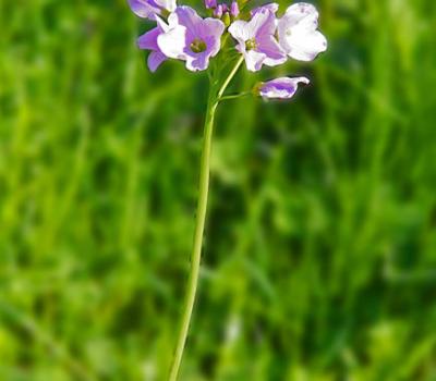 Cardamine des prés_Chartreuse