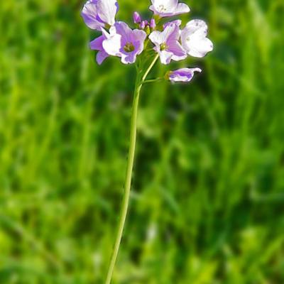 Cardamine des prés_Chartreuse