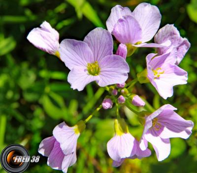 Cardamine des prés2_Chartreuse