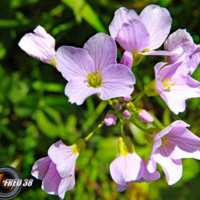 Cardamine des prés2_Chartreuse