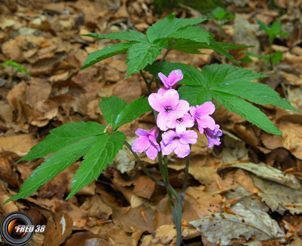 Cardamine digitée1_Chartreuse