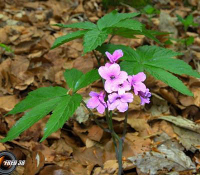 Cardamine digitée1_Chartreuse