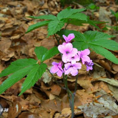 Cardamine digitée1_Chartreuse