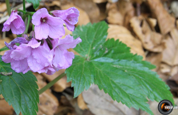 Cardamine digitée2_Chartreuse