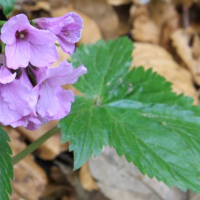 Cardamine digitée2_Chartreuse