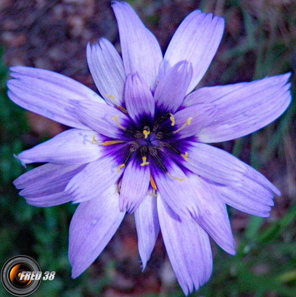 Catananche bleue_Bauges