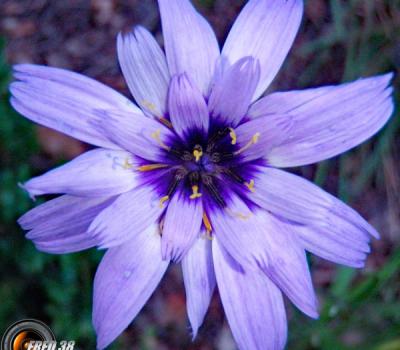 Catananche bleue_Bauges