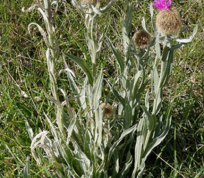 Centaurée alpestre2_Ecrins