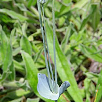Centaurée perfoliée_Dauphiné