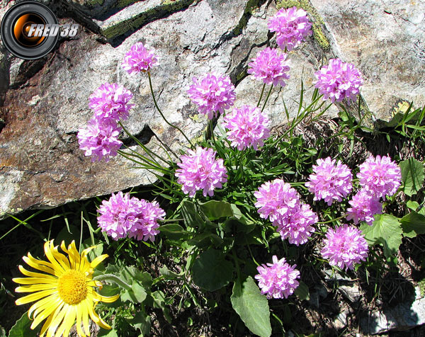 Centranthe à feuilles étroites_Belledonne