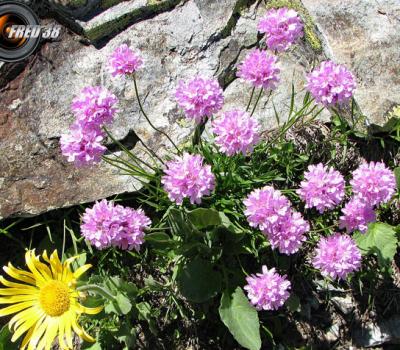 Centranthe à feuilles étroites_Belledonne