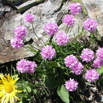 Centranthe à feuilles étroites_Belledonne