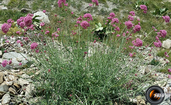 Centranthe de Lecoq_Haute-Provence