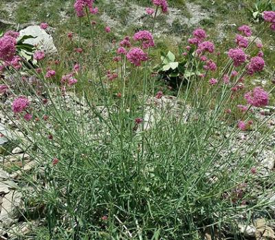 Centranthe de Lecoq_Haute-Provence