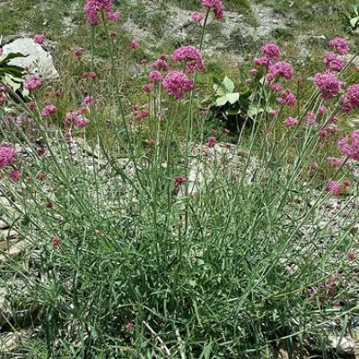 Centranthe de Lecoq_Haute-Provence