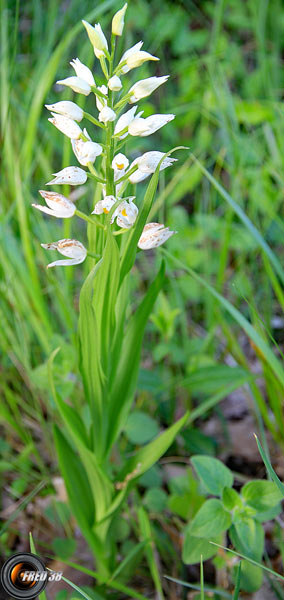 Céphalanthère à longues feuilles1_Dauphiné