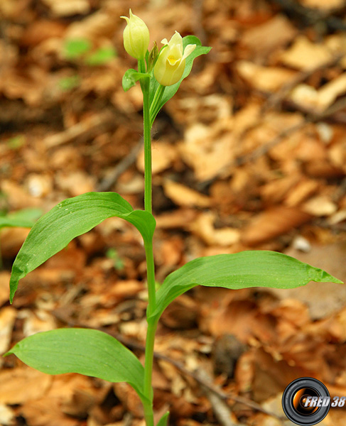 Céphalanthère de Damas_Baronnies