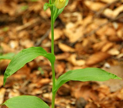 Céphalanthère de Damas_Baronnies