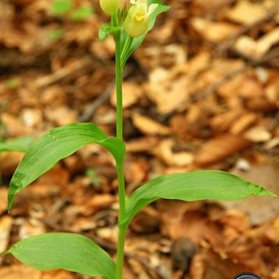 Céphalanthère de Damas_Baronnies