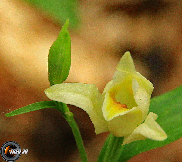 Céphalanthère de Damas2_Baronnies