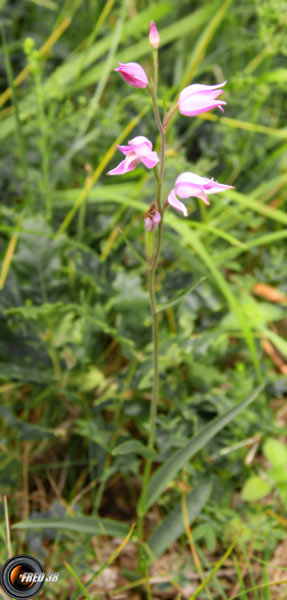 Céphalanthère rouge_Vercors