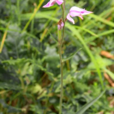Céphalanthère rouge_Vercors