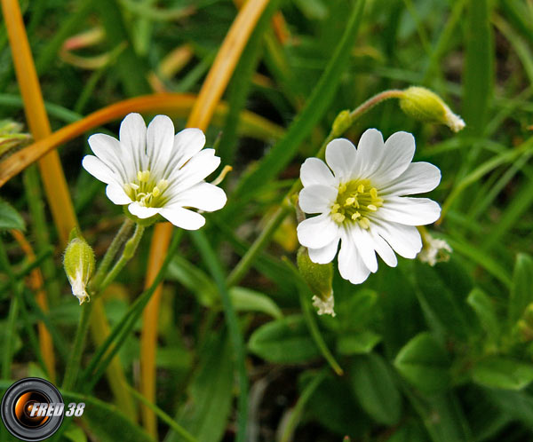 Ceraiste des champs_Bauges